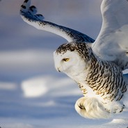 SnowOwl