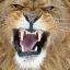 El Leon!