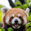 Red Panda