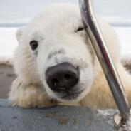 Polarbear avatar