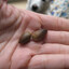 Little nuts