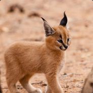 LynX