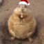 CHUBBY GOPHER