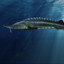 TheSturgeonHunter