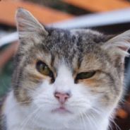 队友牛年不想赢