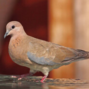 Fat turtle dove