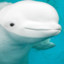 beluga