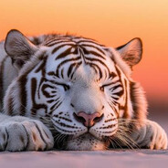 TIGER~~~~