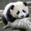 HappyPanda