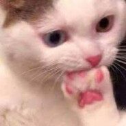 toe