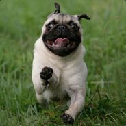 WiLdPUG