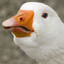 Goose
