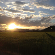 naosukeamuko