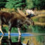 Moose