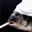 Smoking Fish