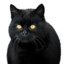 Big Black Cat [BBC]