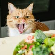 Gato Come Chaucha