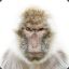 mrbaboon