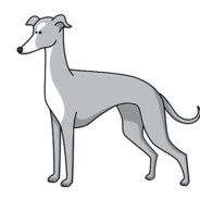 Greyhound