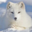 Arctic Foxi