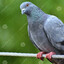 Pombo no fio