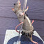 🐀