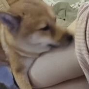 比奇堡第一自由人