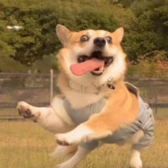 日夜颠倒头发少，单纯好骗恋爱脑