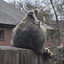 Pregnant Racoon