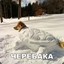 ЧЕРЕБАКА