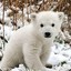 PolarBear