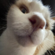 WalkEmDownAndRapeTheyGrandpa