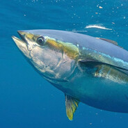 50gramm Вова Тунец