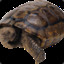 epic turtle
