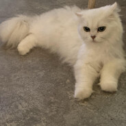 小白别骂我在学了