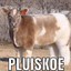 pluisbuffel