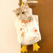 携手共赴艾卡西亚