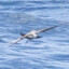 White-Faced Storm Petrel