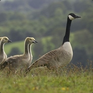 Canadagoose avatar