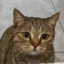 ❀ 猫三