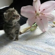 宇宙至高无敌第一人