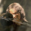 Khamûl