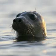 chonkee seal gameing