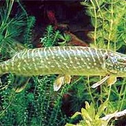 Hosenscheißender Hecht