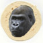 GORILLATORTILLA