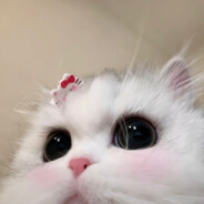 神明是个猫猫头