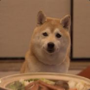 ShibaDog