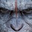 Ape