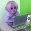 bonobo