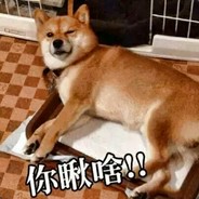 一只鱼鱼出墙来